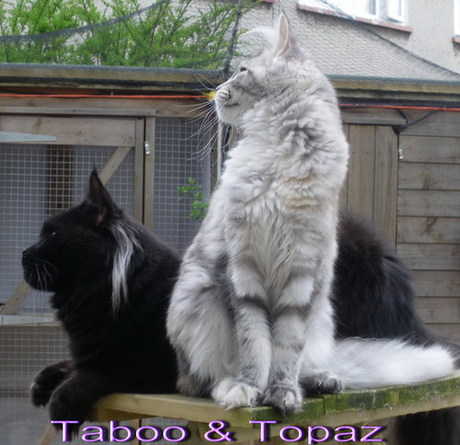 Taboo & Topaz