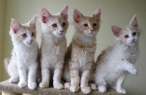 Fireopal kittens