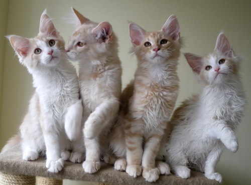 Fireopal kittens